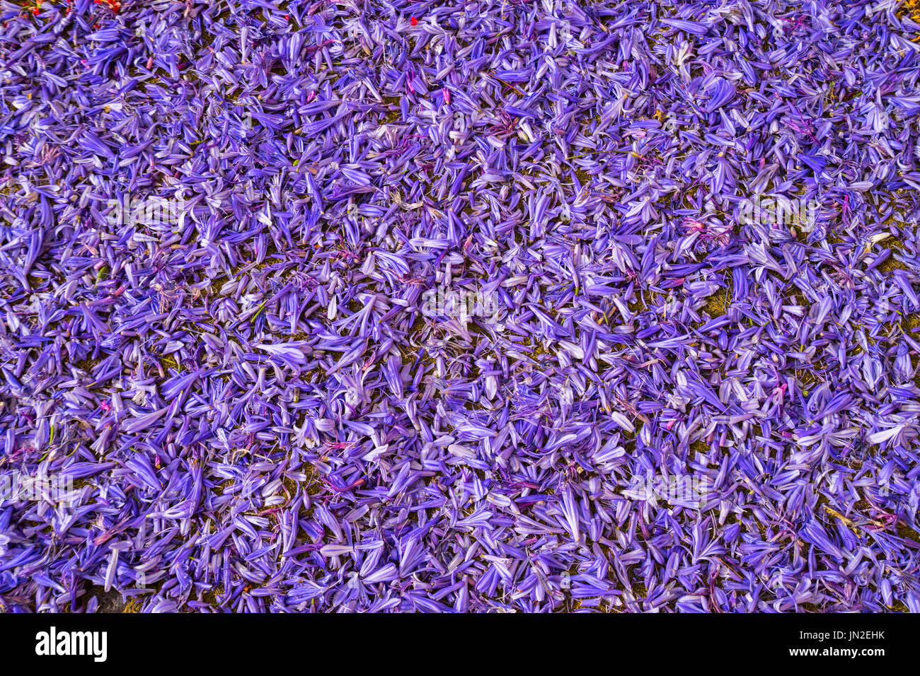 Petali di fiori sullo sfondo Foto Stock