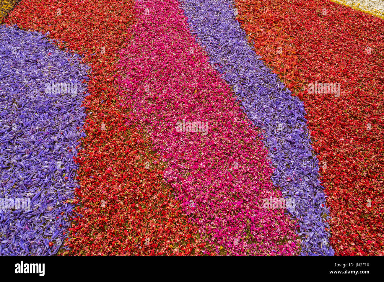 Petali di fiori sullo sfondo Foto Stock
