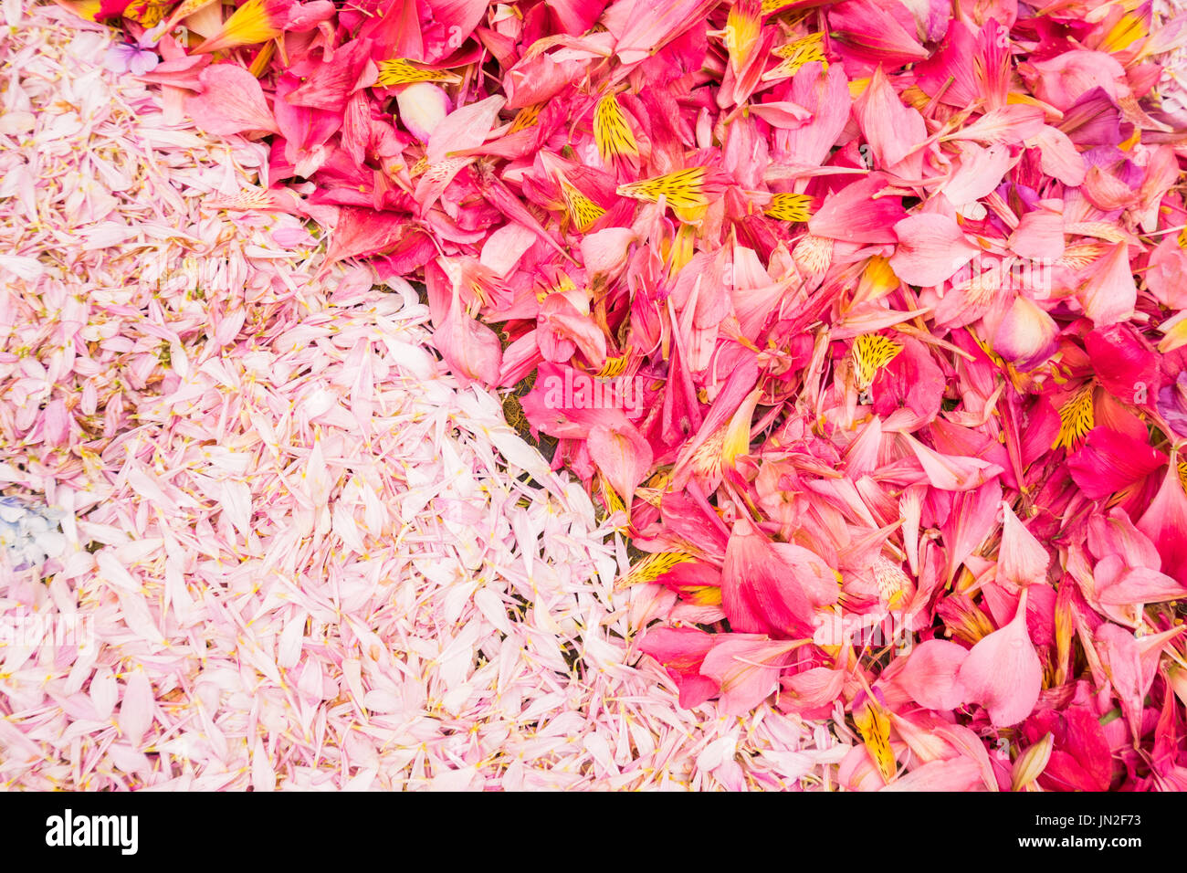 Petali di fiori sullo sfondo Foto Stock