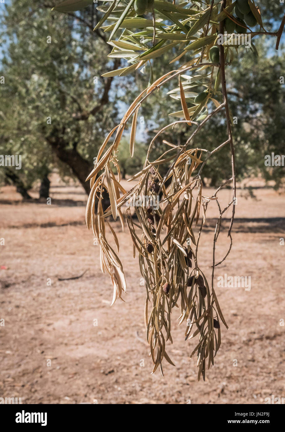 Alberi di ulivo infettate dalla temuta batteri chiamati Xylella fastidiosa, è conosciuto in Europa come il virus di Ebola dell'olivo, Jaen, Andalusia, Spagna Foto Stock