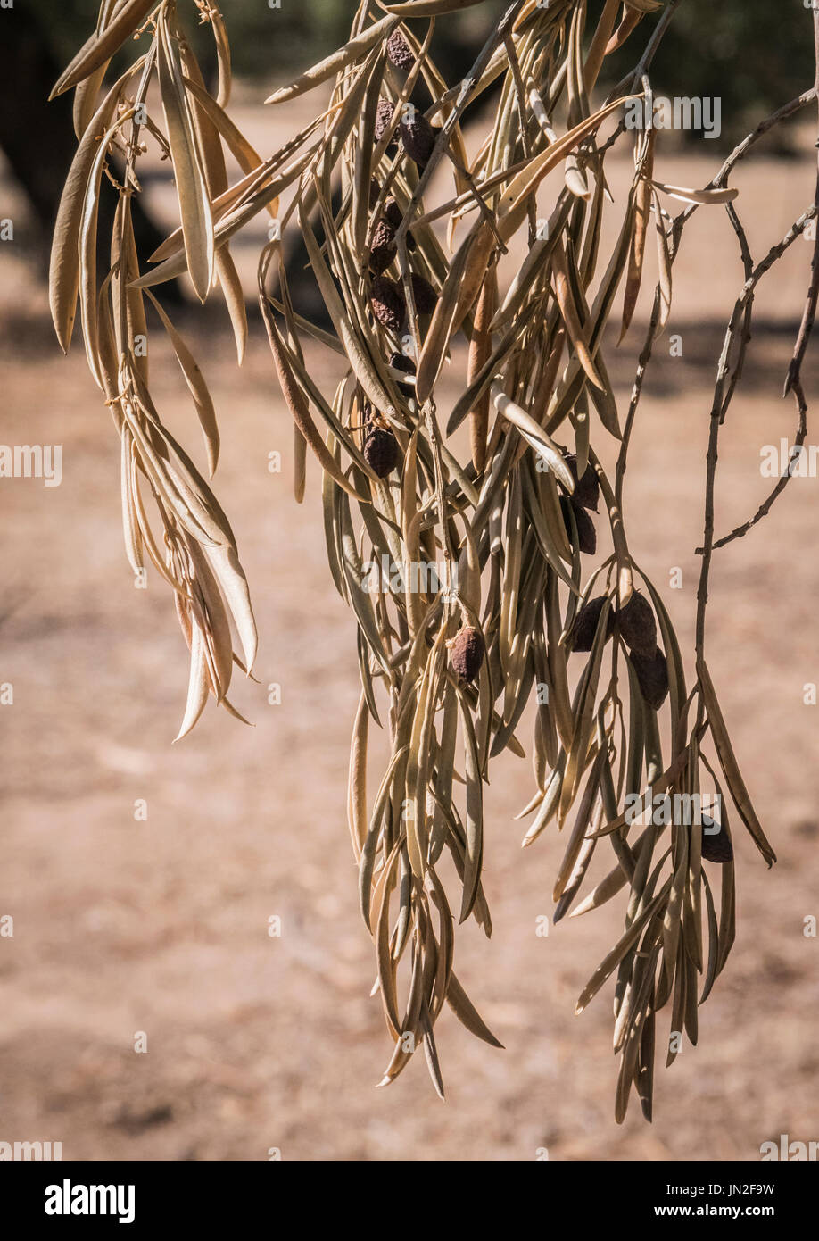 Alberi di ulivo infettate dalla temuta batteri chiamati Xylella fastidiosa, è conosciuto in Europa come il virus di Ebola dell'olivo, Jaen, Andalusia, Spagna Foto Stock