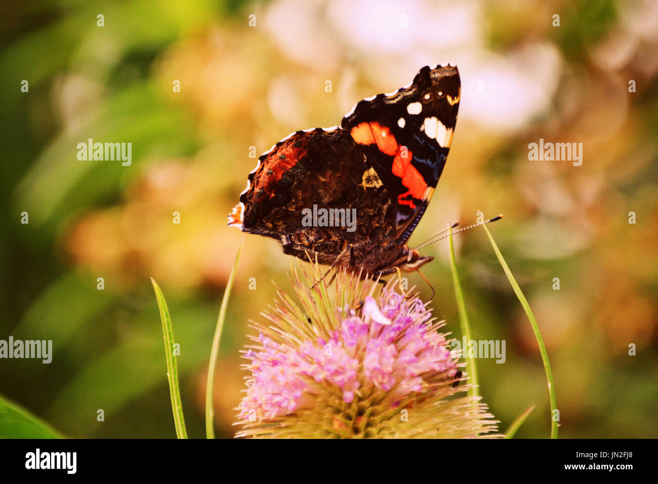 Red Admiral farfalla posata su un viola Dipsacus fiore, Derbyshire, Regno Unito Foto Stock