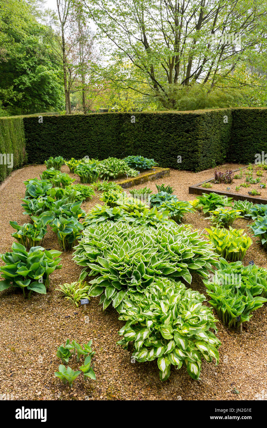 La Hosta Giardino a Barnsdale Gardens dove il compianto Geoff Hamilton girato "giardinieri mondo' per la BBC nr, Oakham Rutland, England, Regno Unito Foto Stock
