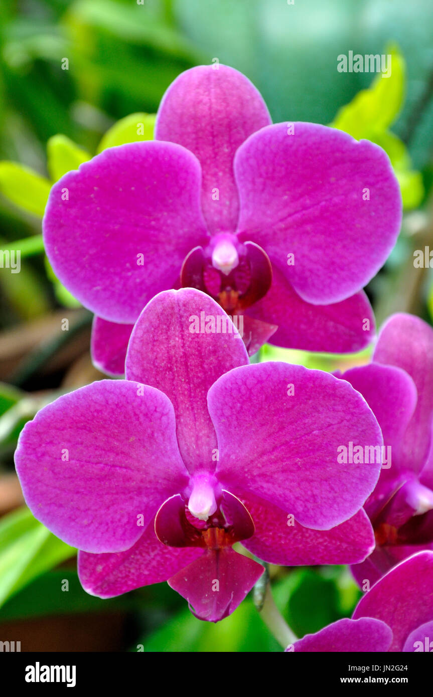 Phalaenopsis (Moth Orchid) in Peradeniya Giardini Botanici, Sri Lanka Foto Stock