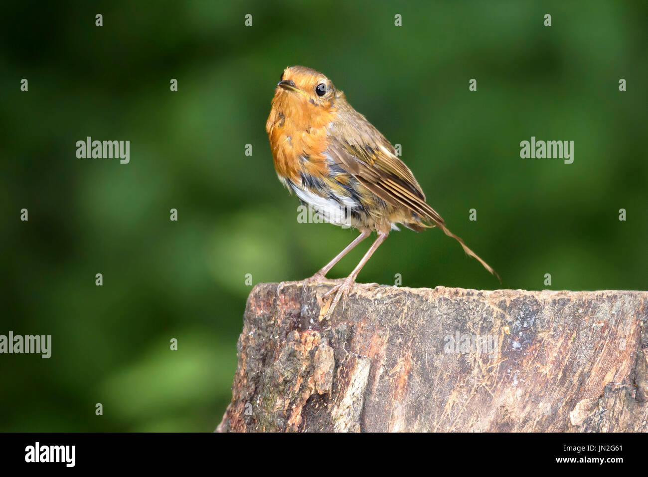 Robin (Erithacus rubecula) arroccato su un ceppo di albero in Dorset, Regno Unito Foto Stock