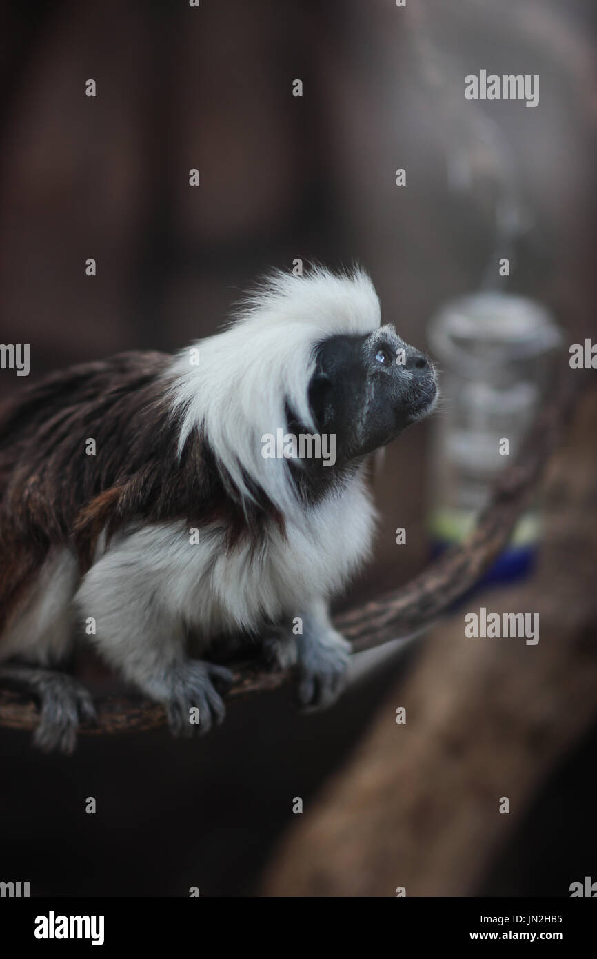 Il cotone top tamarin vedere la libertà l. la scimmia sembra in attesa di essere libera . Un animale tah manca davvero a liberamente la vita al di fuori. Foto Stock