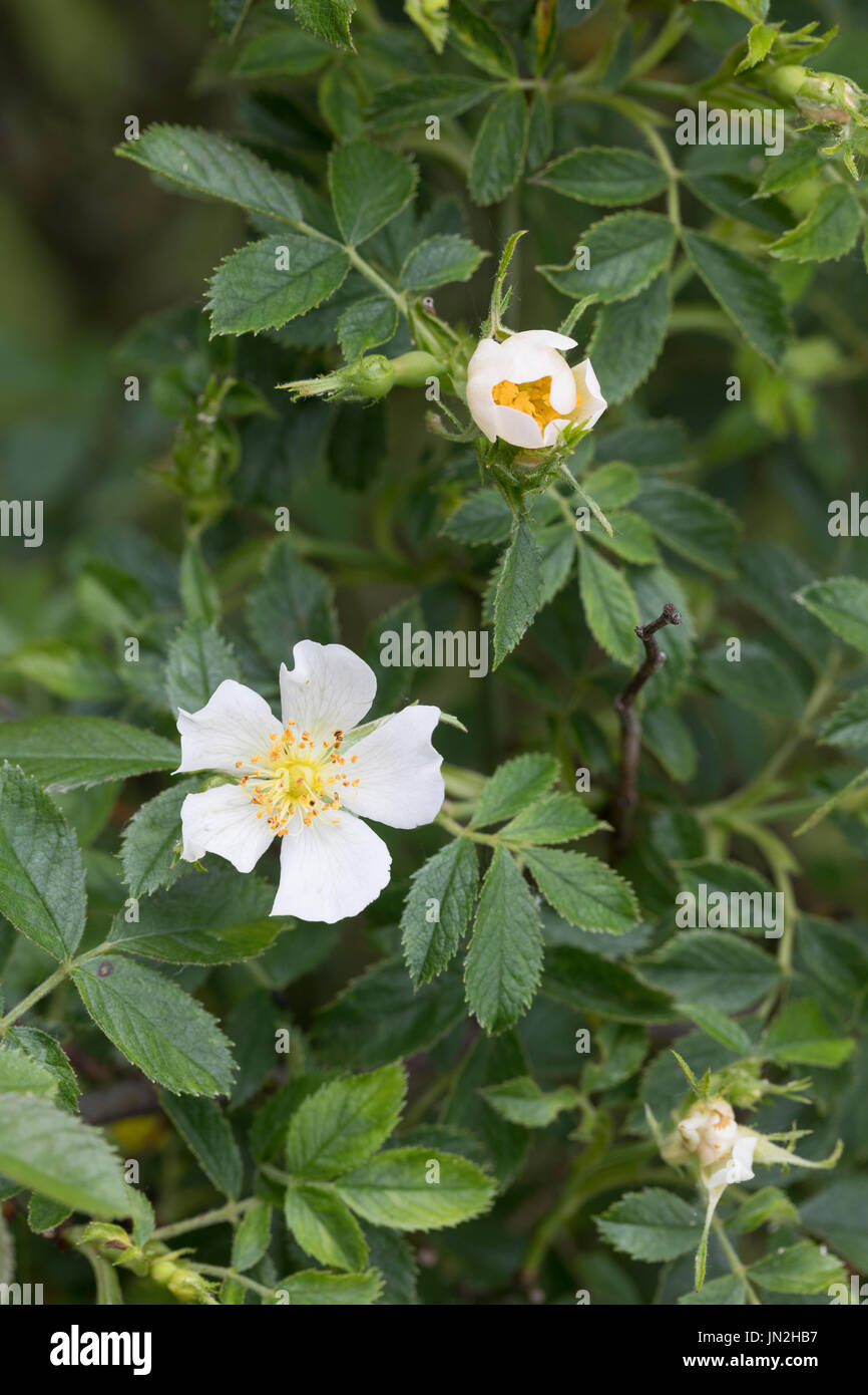 Acker-Rose, Ackerrose, Feldrose, Feld-Rose, Hoher Hagedorn, Rosa agrestis, Rosa sepium, campo radica, piccolo-lasciava dolce-radica, piccola foglia sweetbriar, Foto Stock