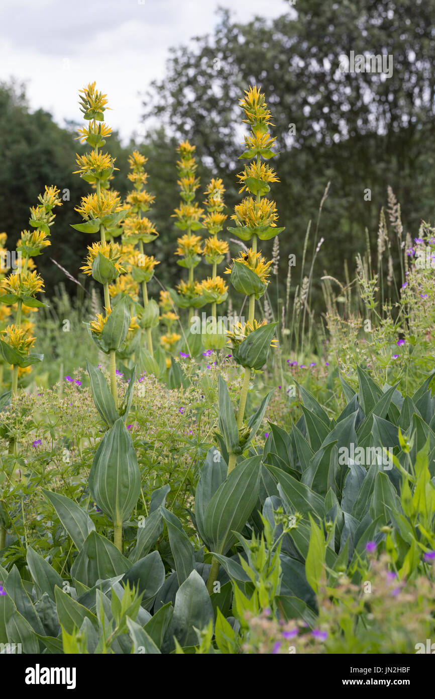 Gelber Enzian, Gentiana lutea, grande Genziana, genziana, bitter root, bitterwort, centiyane, genciana, Gentiane jaune, grande gentiane, ge Foto Stock