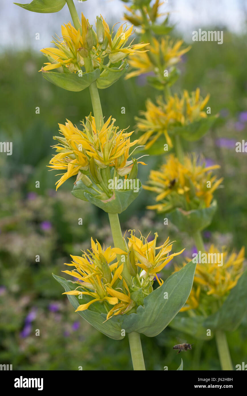Gelber Enzian, Gentiana lutea, grande Genziana, genziana, bitter root, bitterwort, centiyane, genciana, Gentiane jaune, grande gentiane, ge Foto Stock