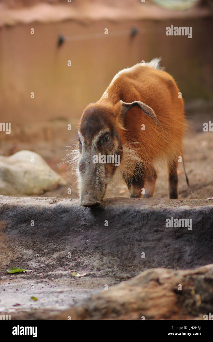 Red River hog allo zoo. un porco che stai cercando un fiume. Il Porco desidera bere. Il Porco sono si sentono soli Foto Stock