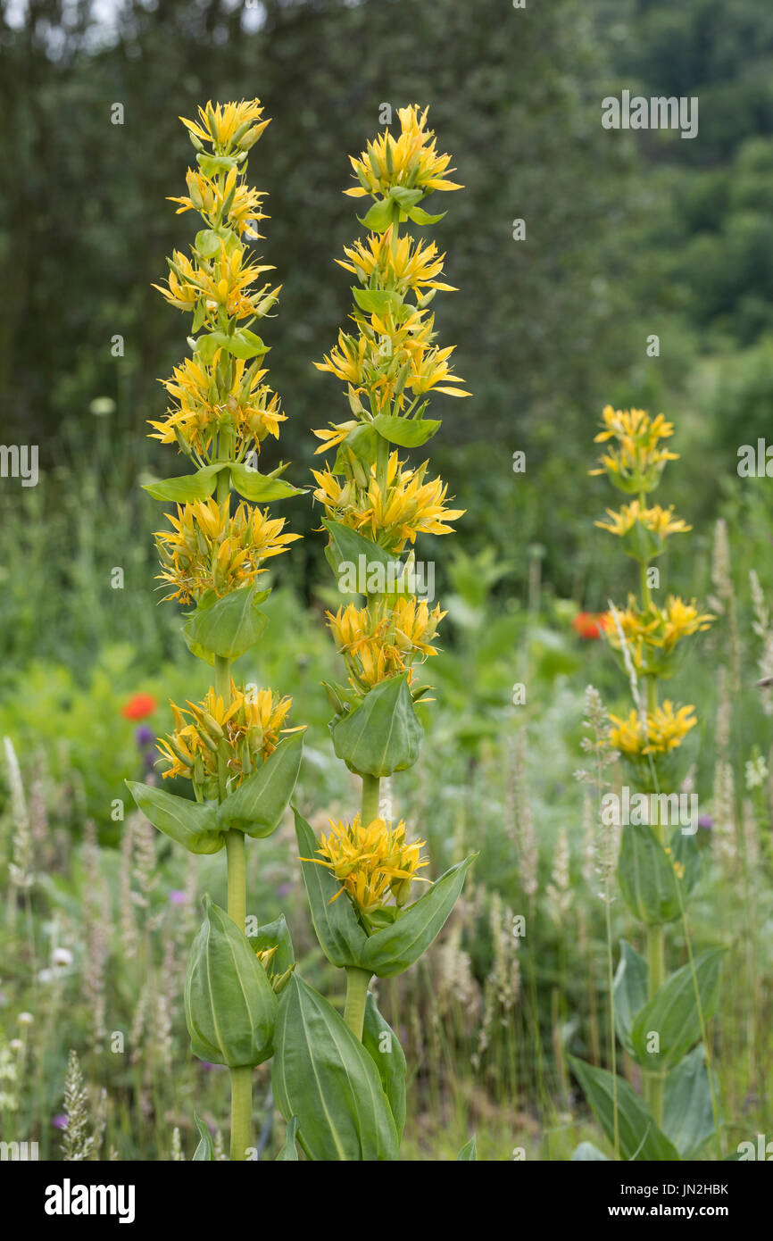 Gelber Enzian, Gentiana lutea, grande Genziana, genziana, bitter root, bitterwort, centiyane, genciana, Gentiane jaune, grande gentiane, ge Foto Stock