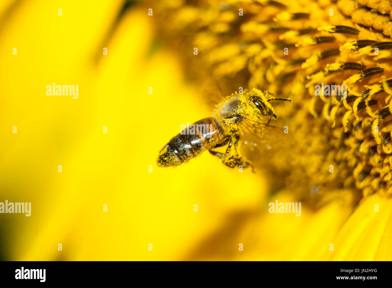 L'Ape raccoglie miele di fiori di girasole Foto Stock