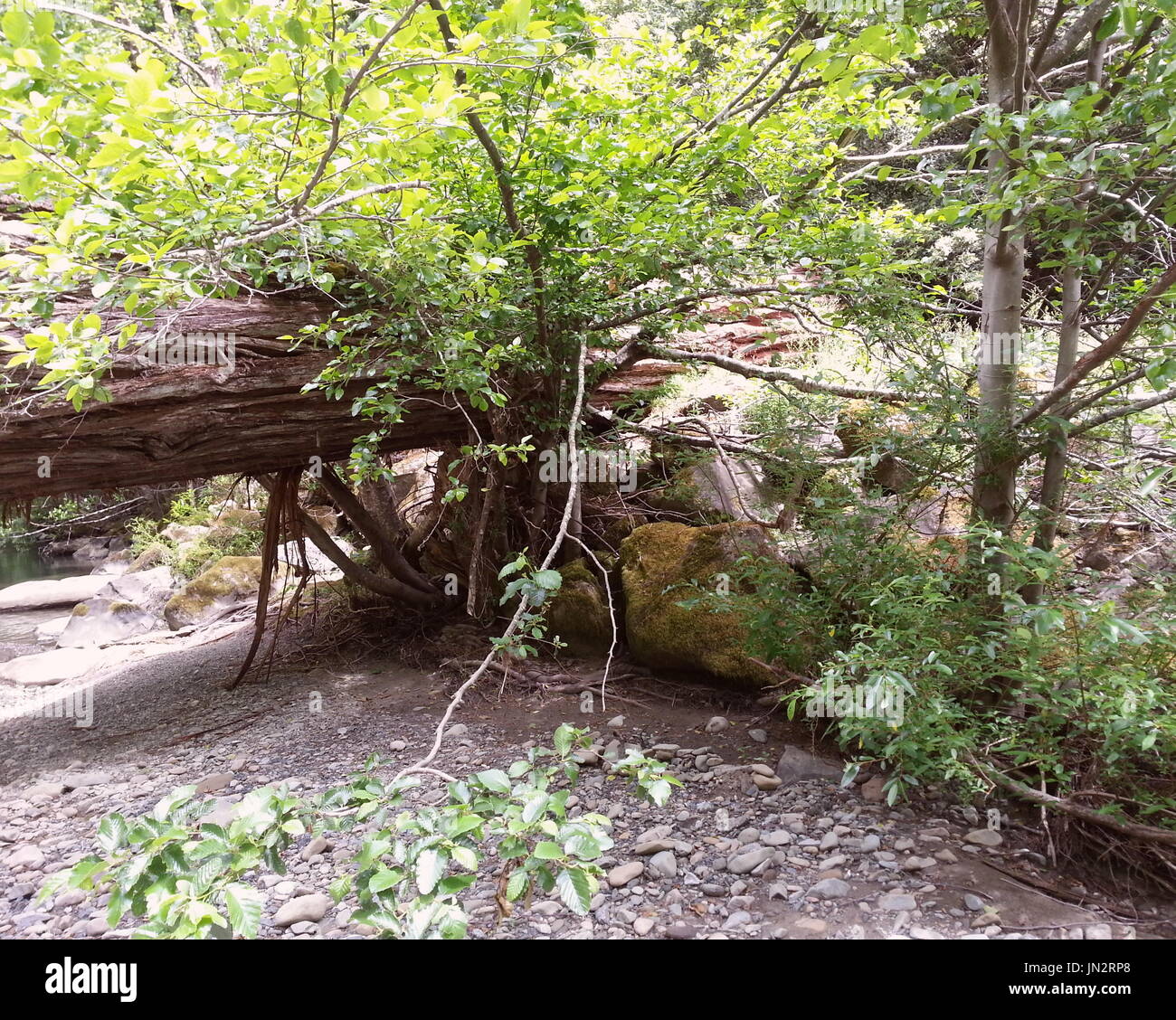 Albero caduto quello è ancora vivo Foto Stock