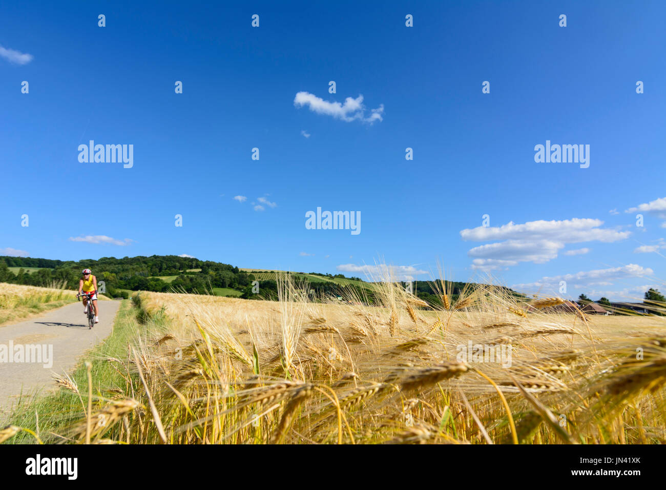 Raccolto di orzo campo di cereali, cielo blu e nuvole, ciclista, Judenau-Baumgarten, Wienerwald, Vienna Woods, Niederösterreich, Austria Inferiore, Austria Foto Stock