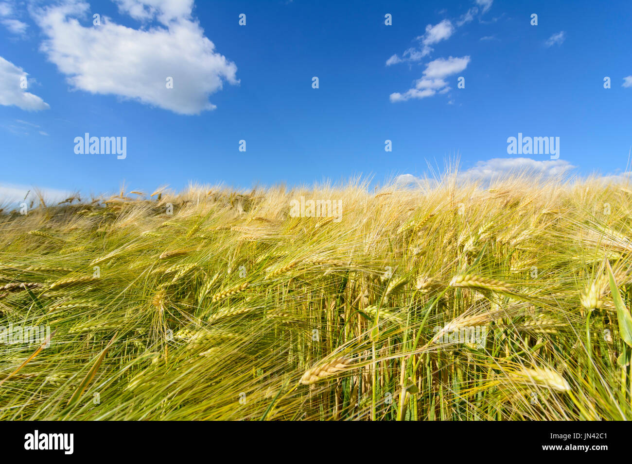 Raccolto di orzo campo di cereali, cielo blu e nuvole, Judenau-Baumgarten, Wienerwald, Vienna Woods, Niederösterreich, Austria Inferiore, Austria Foto Stock