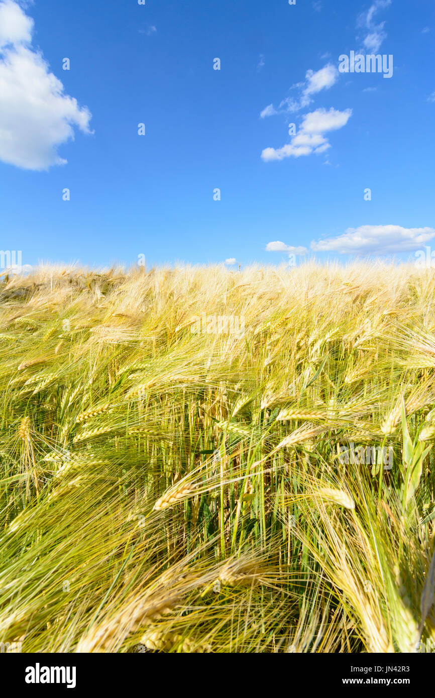 Raccolto di orzo campo di cereali, cielo blu e nuvole, Judenau-Baumgarten, Wienerwald, Vienna Woods, Niederösterreich, Austria Inferiore, Austria Foto Stock