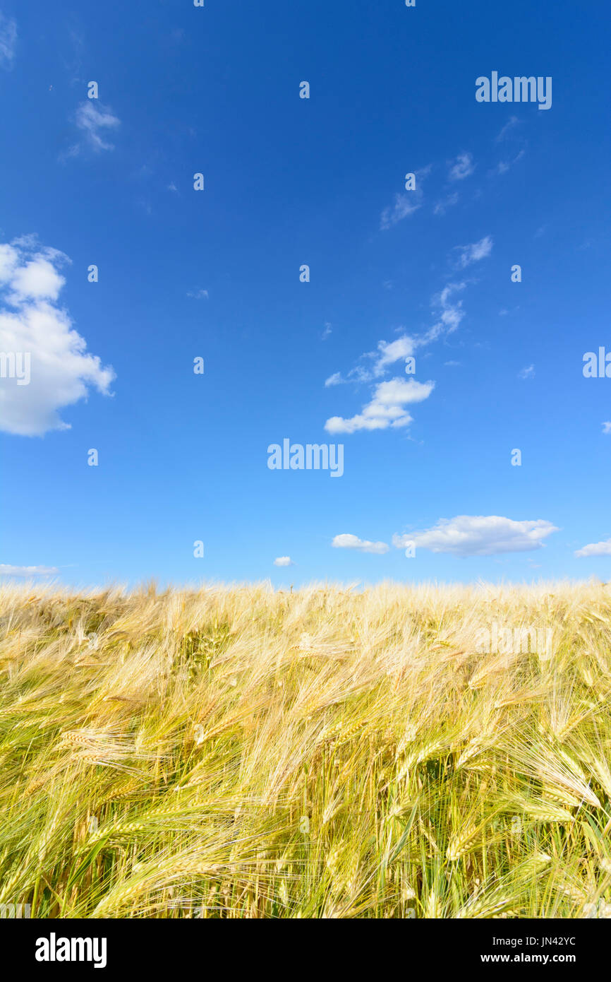 Raccolto di orzo campo di cereali, cielo blu e nuvole, Judenau-Baumgarten, Wienerwald, Vienna Woods, Niederösterreich, Austria Inferiore, Austria Foto Stock