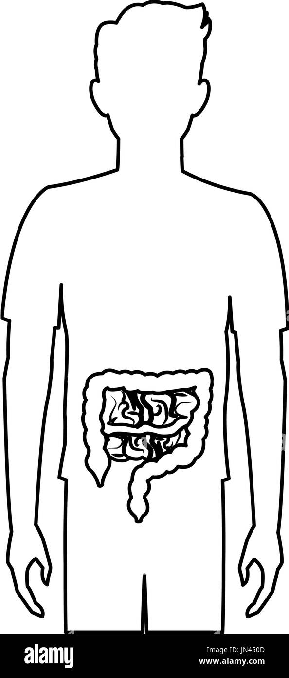 Uomo umano anatomia del corpo intestino Illustrazione Vettoriale