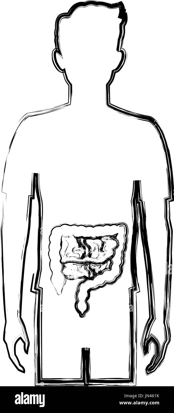Uomo umano anatomia del corpo intestino Illustrazione Vettoriale