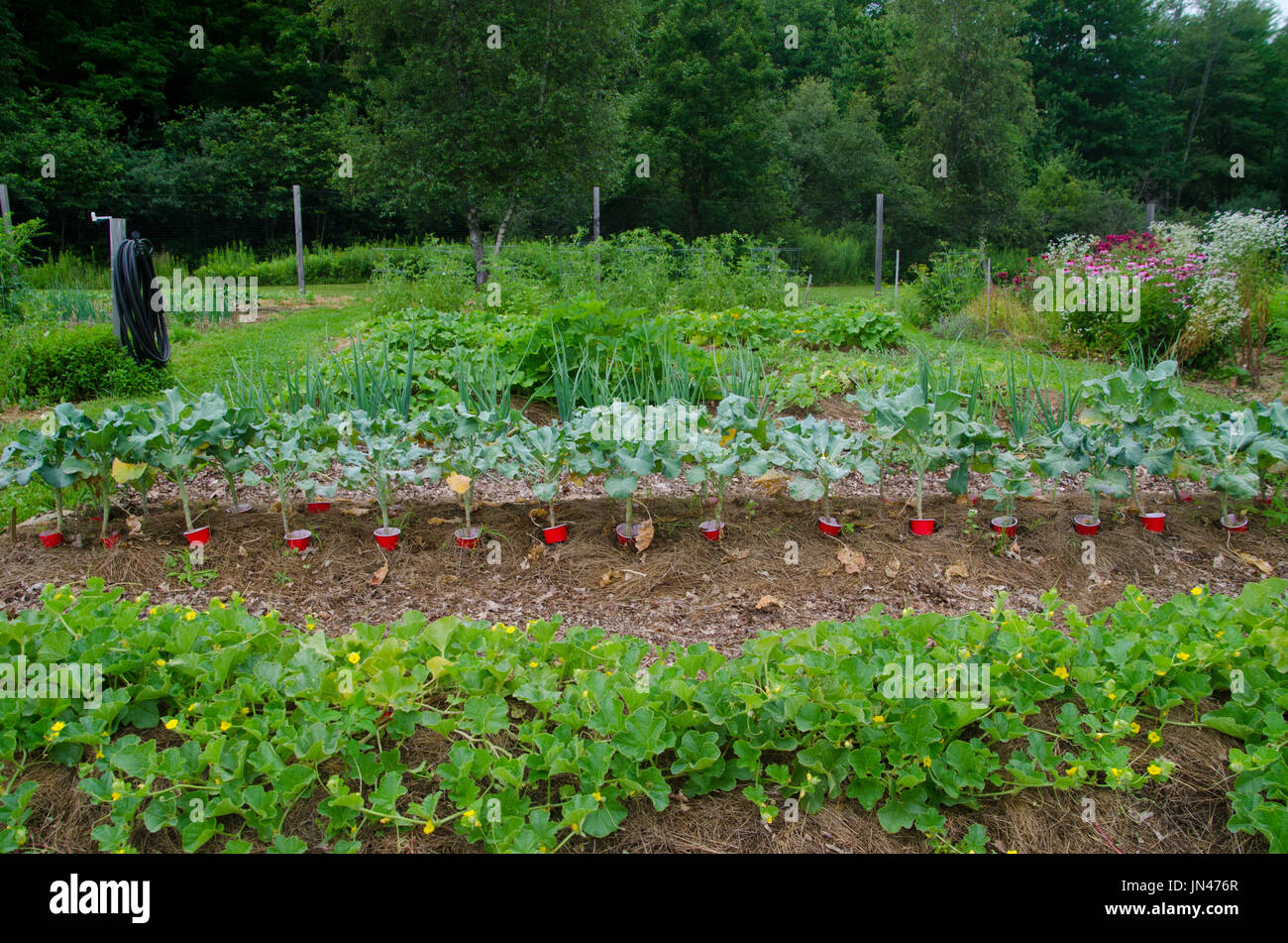 Piante di broccoli con i collari di plastica per proteggere dai parassiti, armouth comunità giardino, Maine Foto Stock