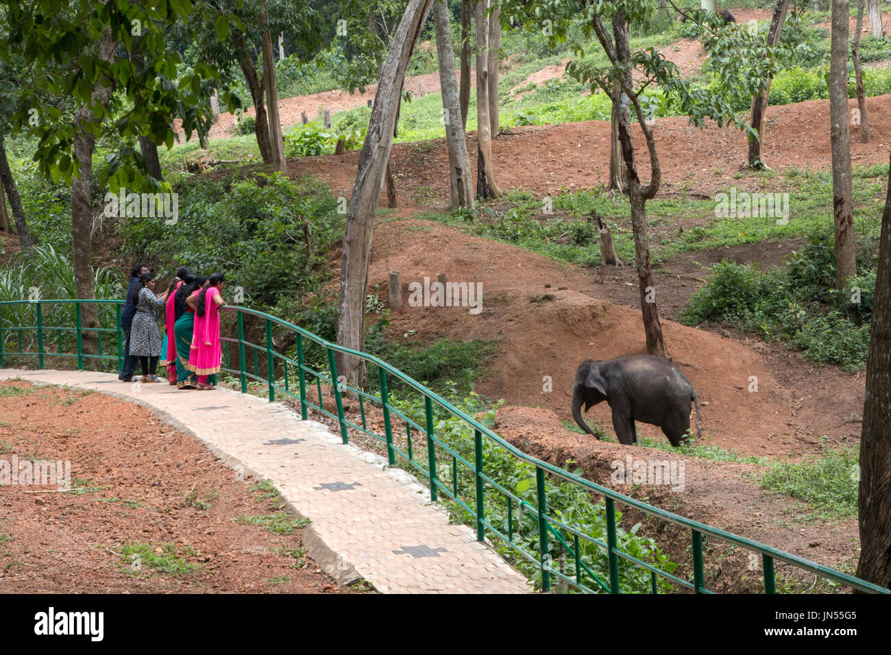 I turisti a guardare neonato elefante in cottoor kappakadu elefante centro di riabilitazione,thiruvananthapuram,kerala,l'india,asia,PRADEEP SUBRAMANIAN Foto Stock