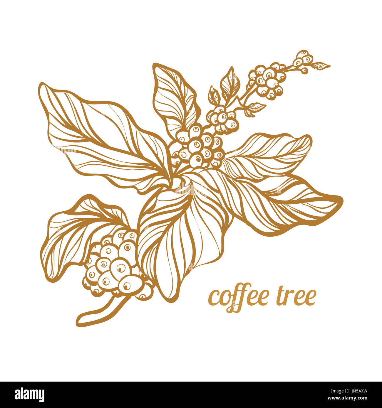 Diramazione di caffè con foglie e chicchi di caffè naturale. Disegno del contorno botanico. Illustrazione vettoriale isolata su sfondo bianco Foto Stock