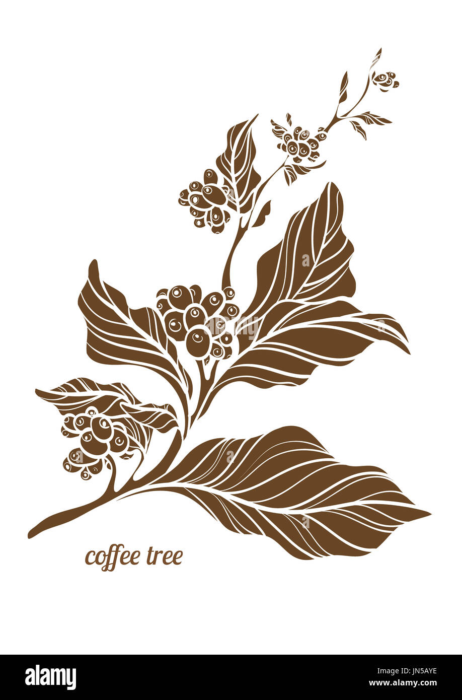 Ramo di albero del caffè con foglie, fiori e chicchi di caffè naturale. Disegno del contorno botanico. Illustrazione vettoriale isolata su sfondo bianco Foto Stock