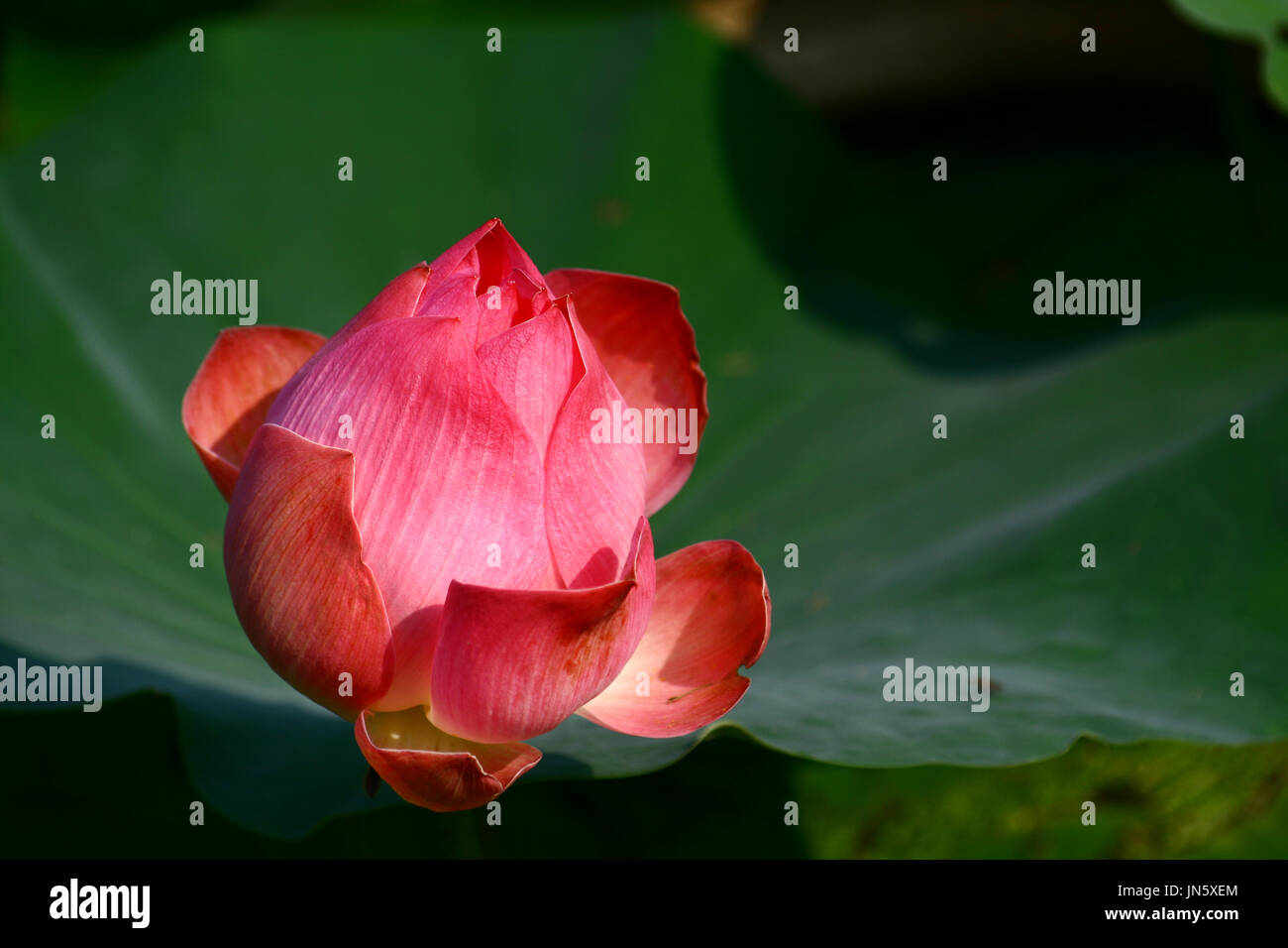 Close up Red Lotus acqua Lilly su sfocata foglia verde Foto Stock