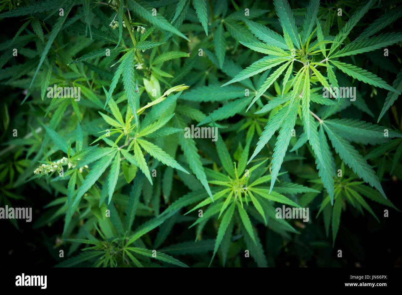 Verde di piante di cannabis in crescita in campo. Foglie di cannabis in background Foto Stock