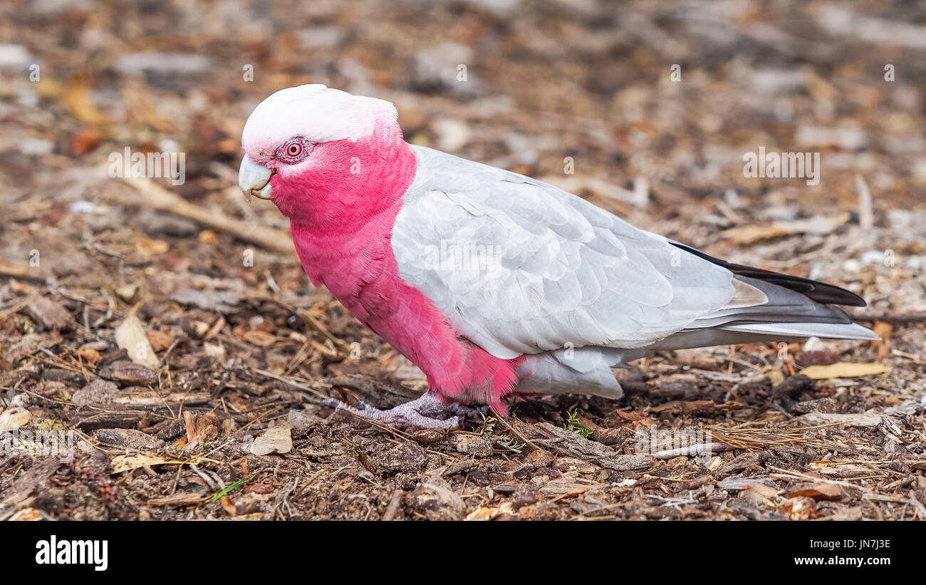 Spesso si vede sul terreno, Galahs sono una rosa e grigio colorato cacatua trovata nella maggior parte delle aree di Australia. Essi sono molto intelligenti, sociale e ada Foto Stock