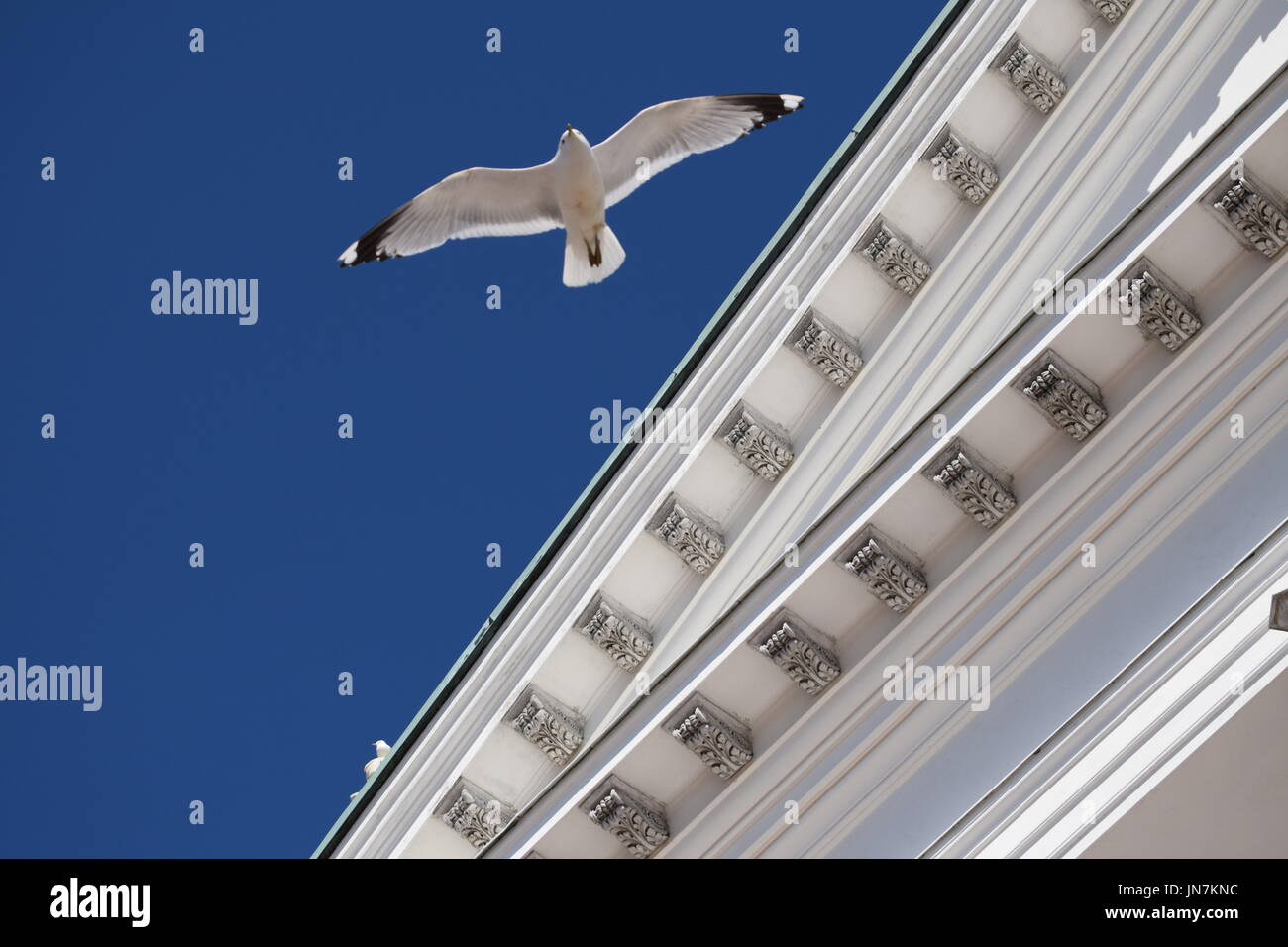 White seagull battenti vicino edificio bianco a Helsinki Foto Stock