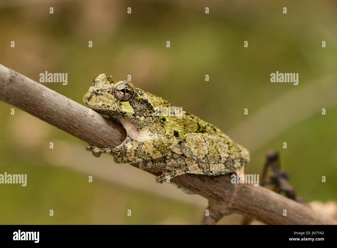 Un verde grigio settentrionale raganella in appoggio su un ramo - Hyla versicolor Foto Stock