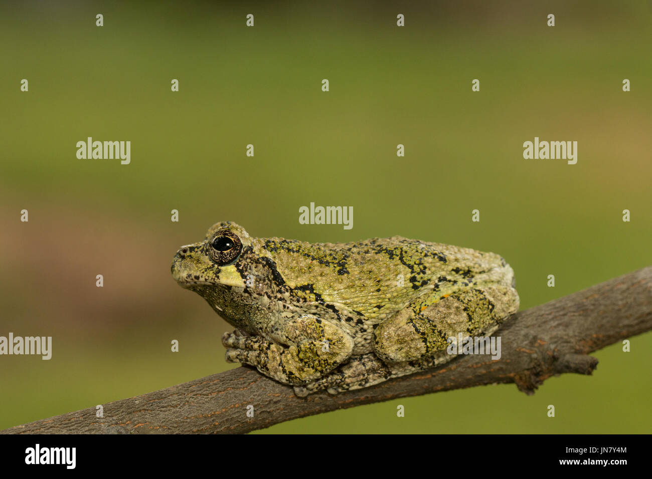 Un verde grigio settentrionale raganella in appoggio su un ramo - Hyla versicolor Foto Stock