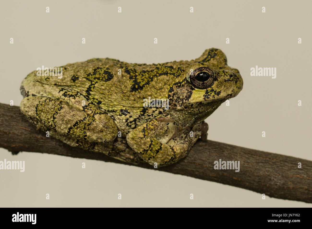Un verde grigio settentrionale raganella in appoggio su un ramo - Hyla versicolor Foto Stock