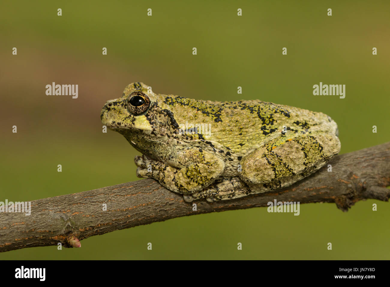 Un verde grigio settentrionale raganella in appoggio su un ramo - Hyla versicolor Foto Stock