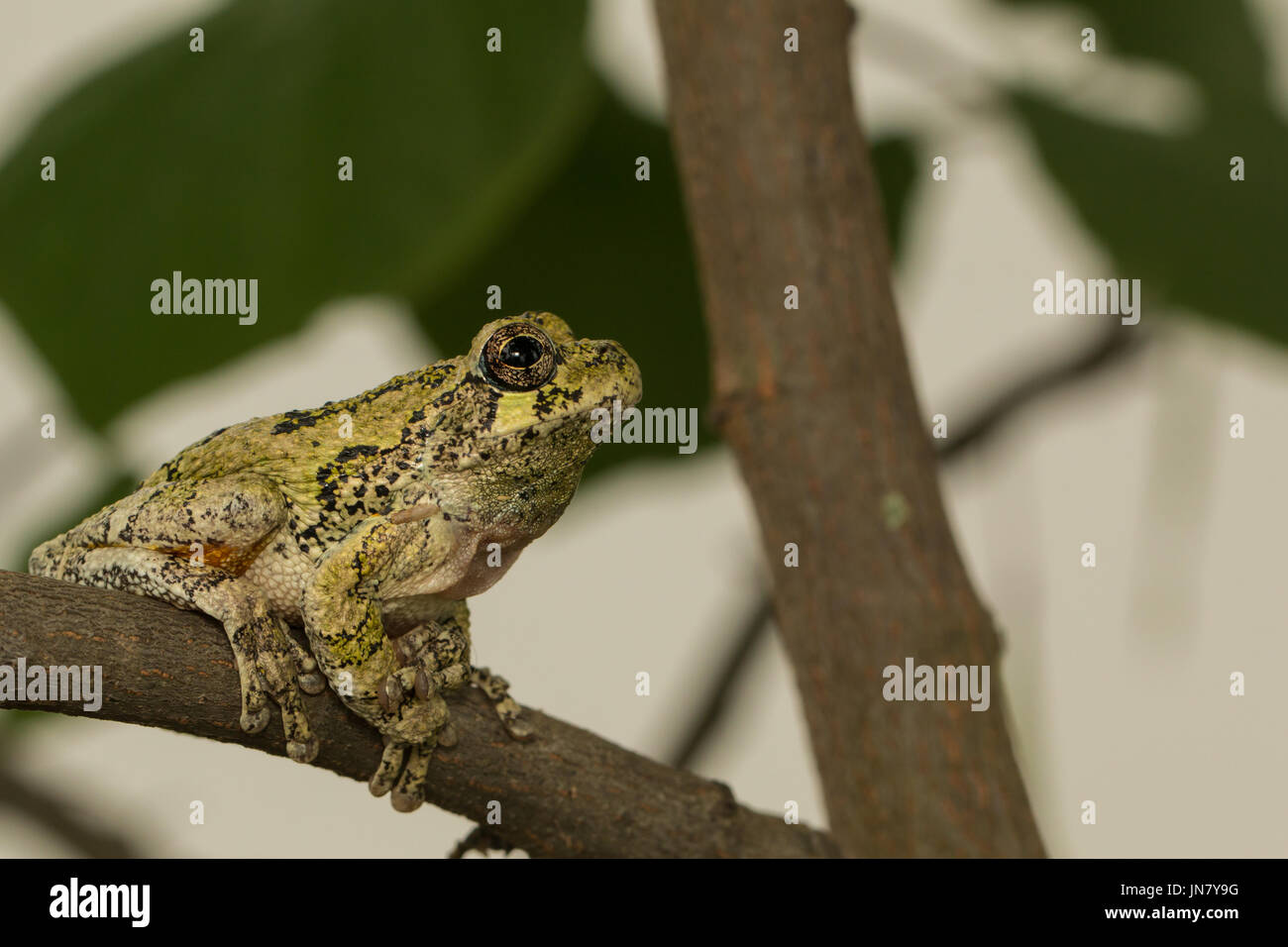 Profilo di un grigio settentrionale raganella seduto in un albero - Hyla versicolor Foto Stock