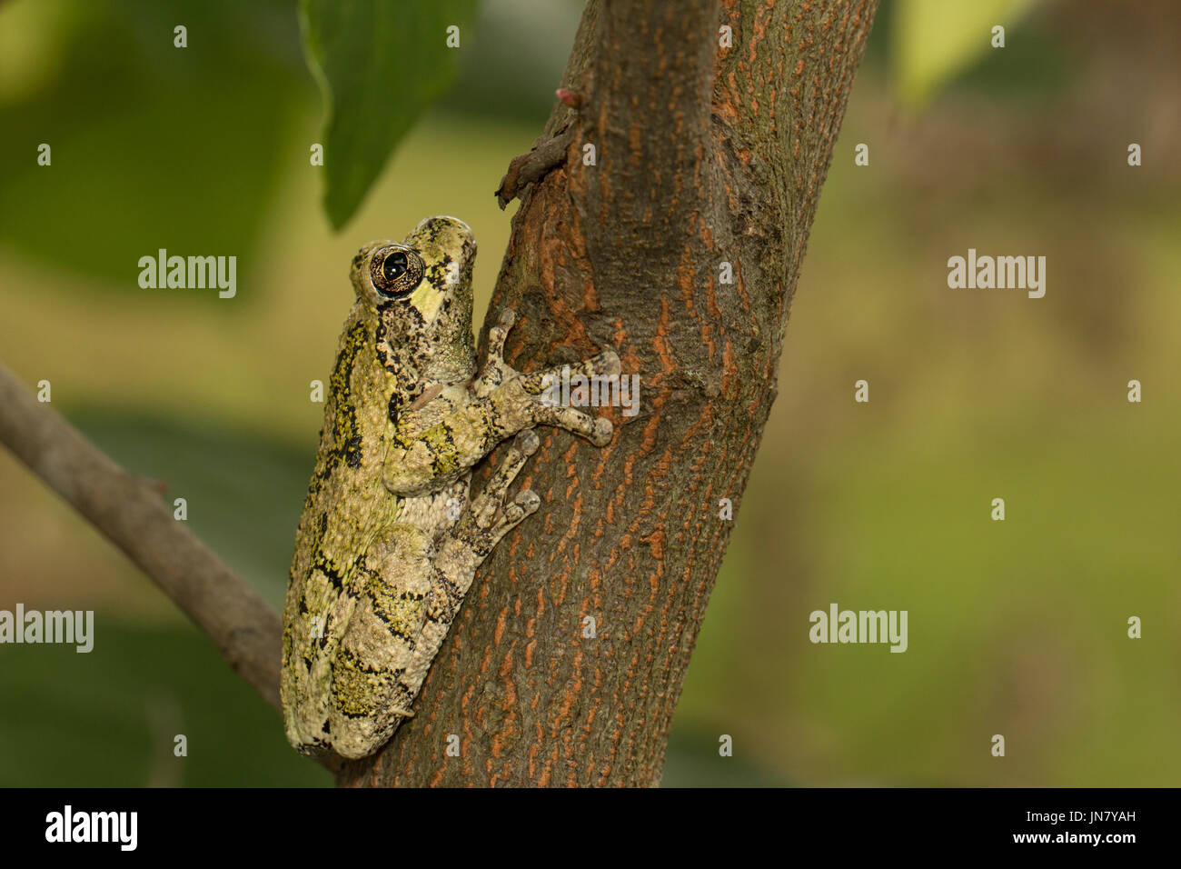 Un verde grigio settentrionale raganella nascondendo contro un albero verticale branch - Hyla versicolor Foto Stock
