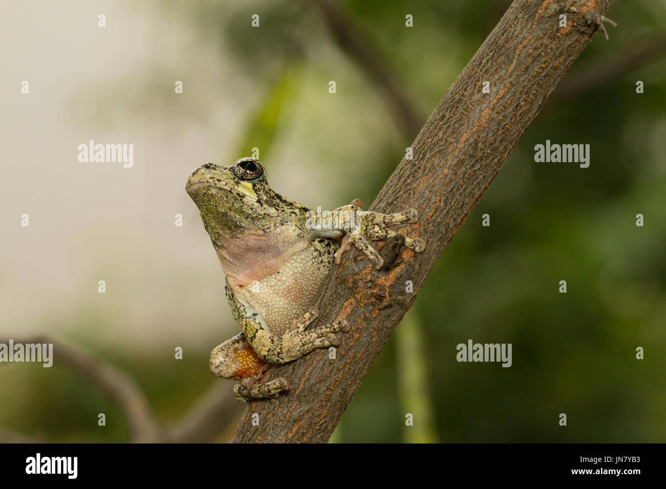 Vista sotto un grigio settentrionale raganella circa di jump - Hyla versicolor Foto Stock