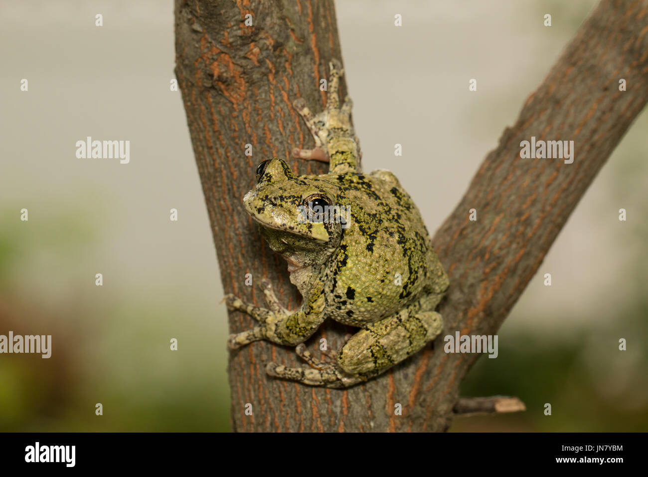 Grigio settentrionale raganella aggrappandosi al lato di un ramo di albero - Hyla versicolor Foto Stock