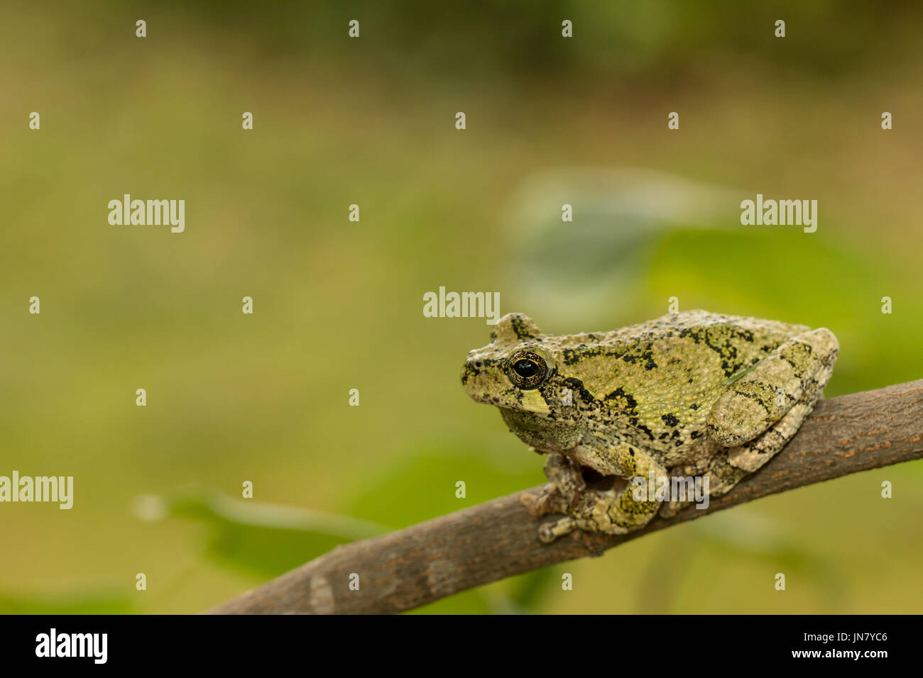 Verde grigio settentrionale raganella seduto su un ramo - Hyla versicolor Foto Stock