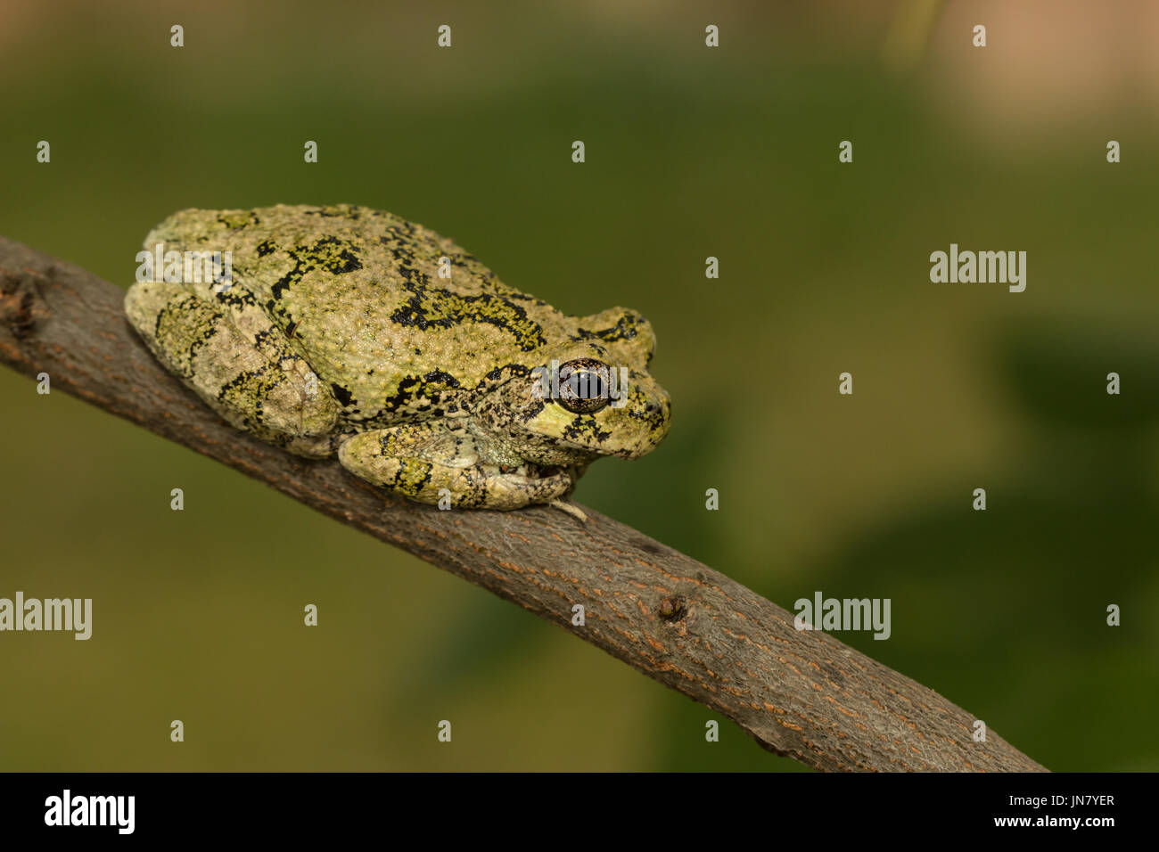 Un verde grigio settentrionale raganella in appoggio su un ramo - Hyla versicolor Foto Stock