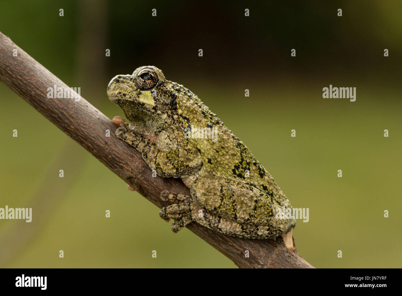 Un verde grigio settentrionale raganella in appoggio su un ramo - Hyla versicolor Foto Stock