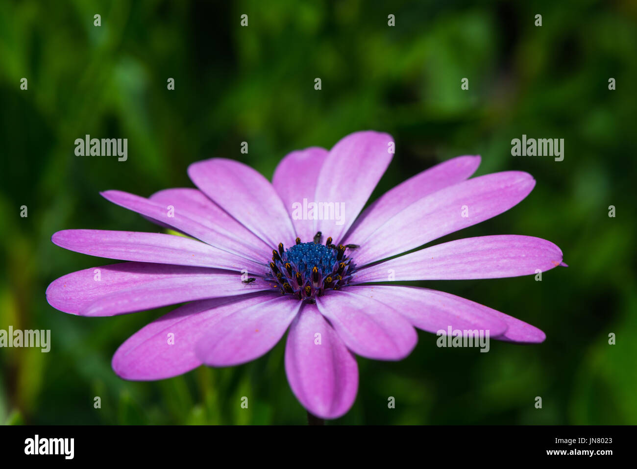Close-up di un singolo rosa estate fiore in un giardino inglese. con profondità di campo ridotta. Foto Stock