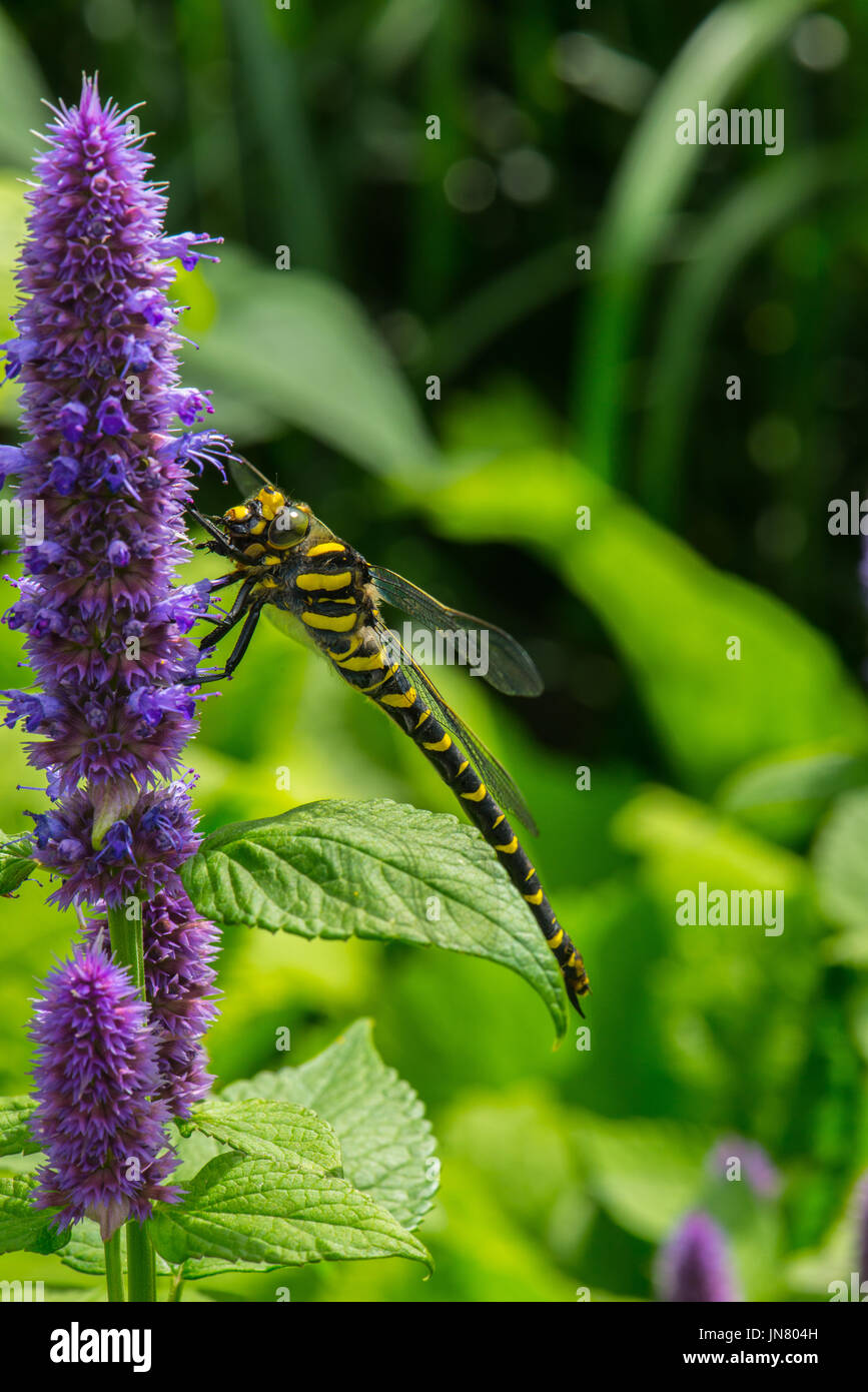 Colpisce il golden-inanellati dragonfly, una delle più grandi specie di inglese, alimentazione su un fiore viola sulla testa e inglese giorno di estate Foto Stock