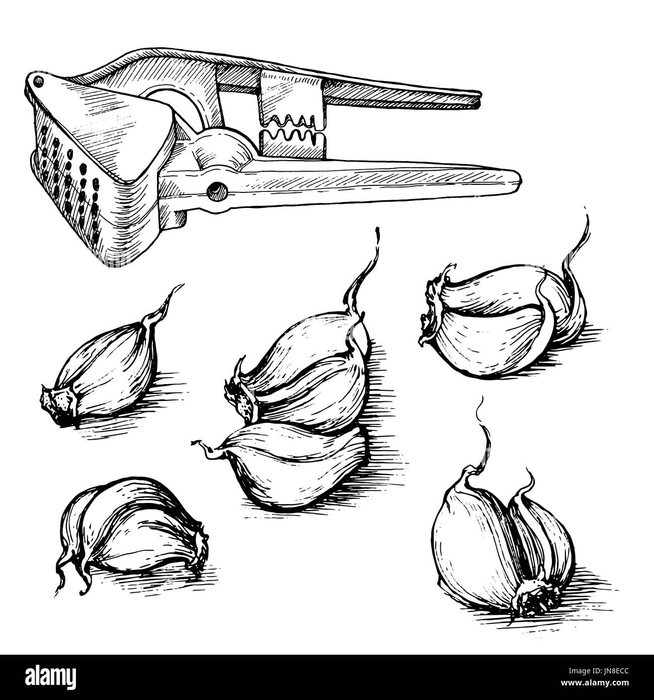 Disegnata a mano insieme di spicchi di aglio con la pressa. Spezie schizzo illustrazione isolati su sfondo bianco. Foto Stock