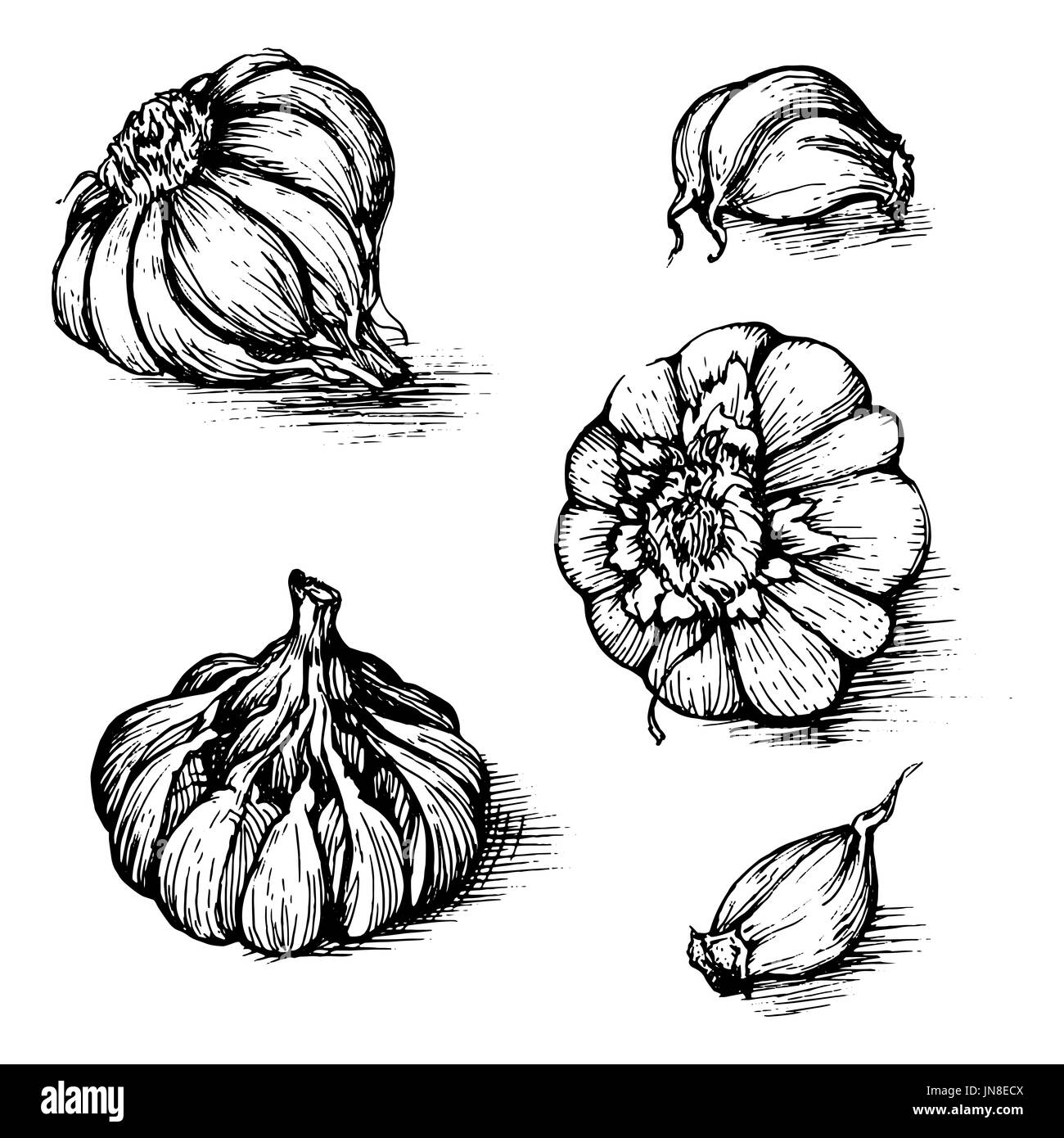 Disegnata a mano insieme di aglio con chiodi di garofano. Spezie schizzo illustrazione isolati su sfondo bianco. Foto Stock