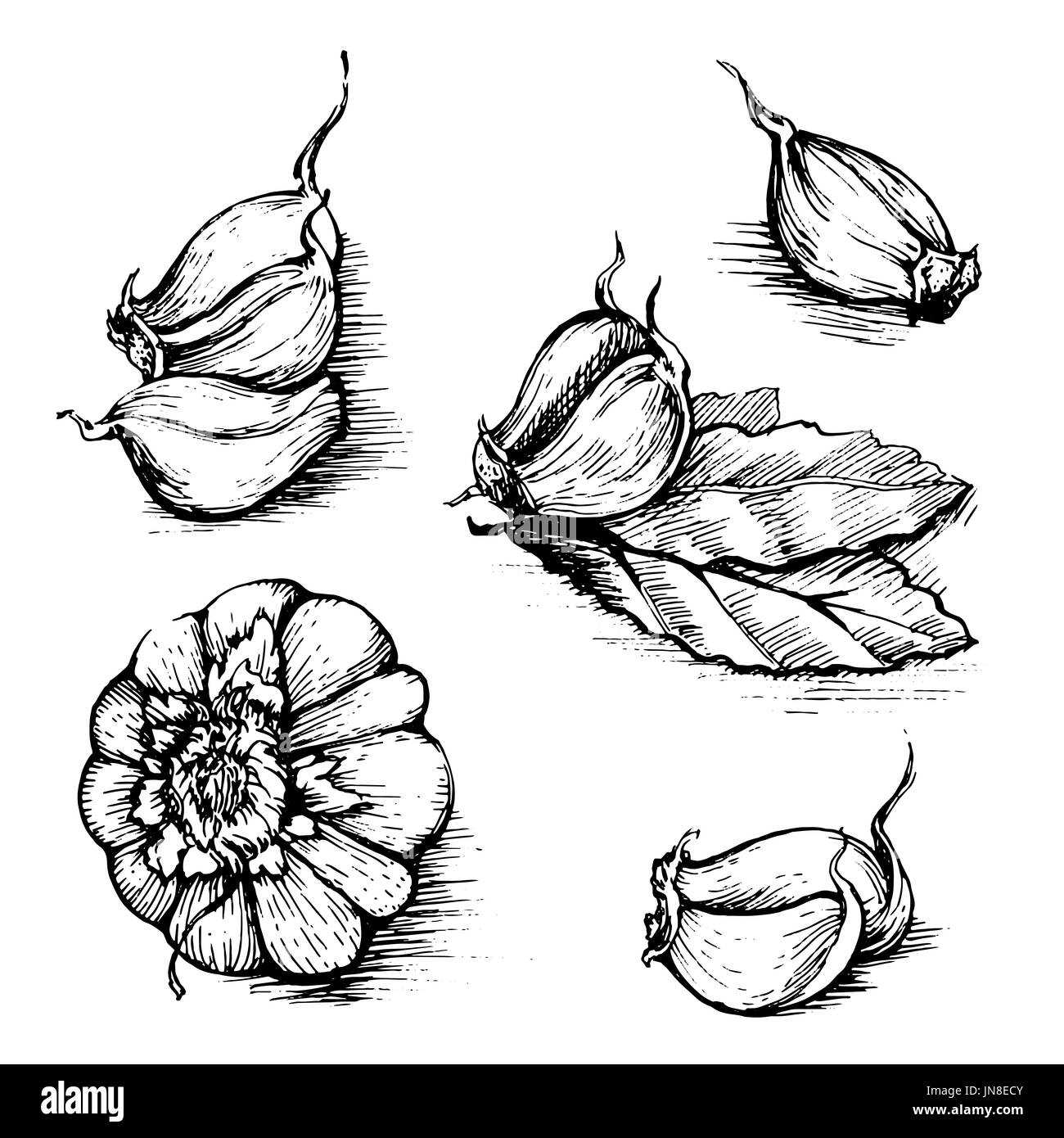 Disegnata a mano insieme di aglio con foglie di alloro. Erbe e spezie schizzo illustrazione isolati su sfondo bianco. Foto Stock