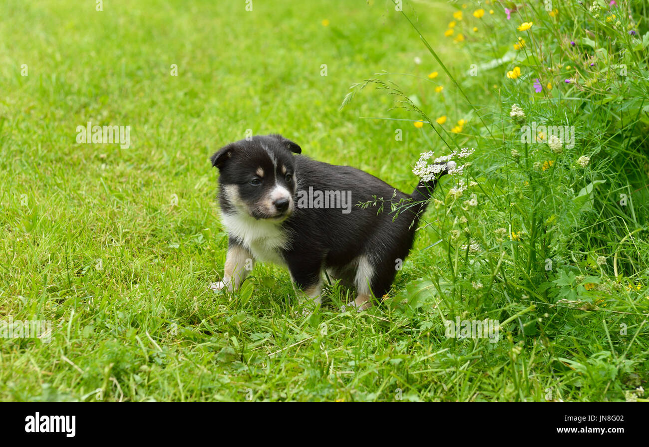 Lapponia renne cane, renne Herder, lapinporokoira (finlandese), lapsk vallhund (svedese). Cucciolo mensile passeggiate sulla radura Foto Stock