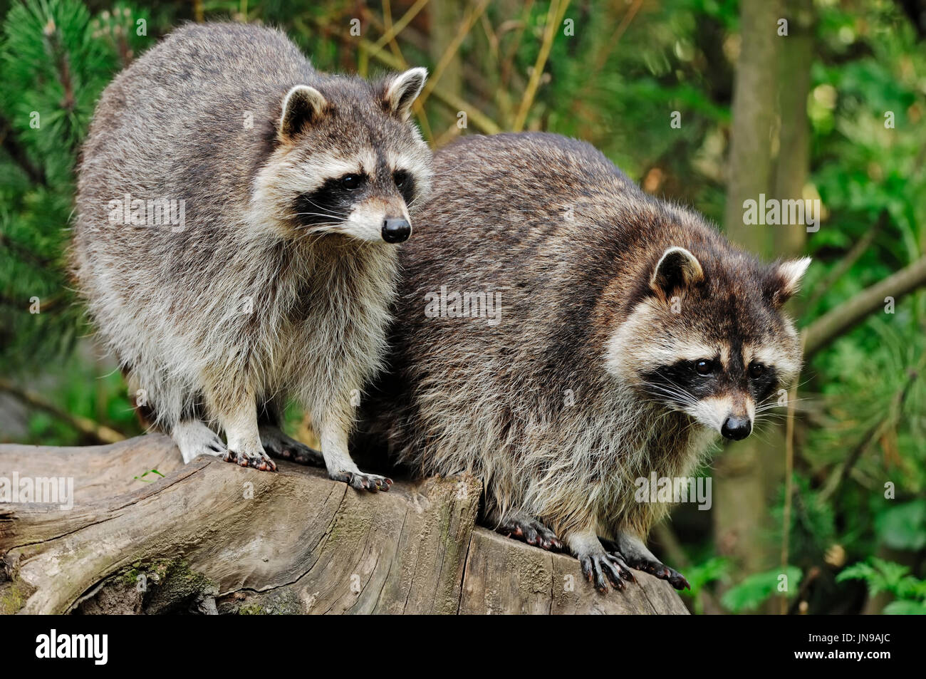 Procioni, Renania settentrionale-Vestfalia, Germania / (Procione lotor) / Comune Raccoon, North American Raccoon, Northern Raccoon | Waschbaer / (Procione lotor) Foto Stock