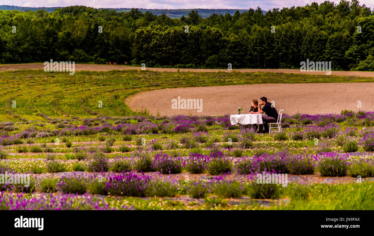 Tea Break in un campo di lavanda vicino a Montreal al Québec Foto Stock